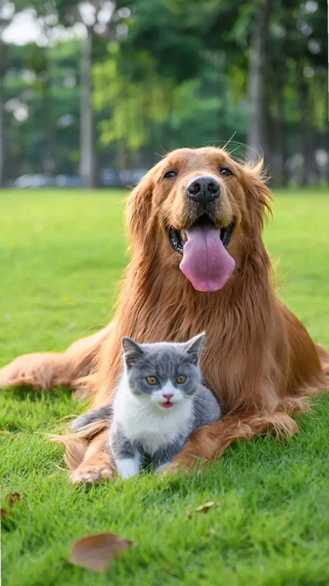 MASCOTAS
